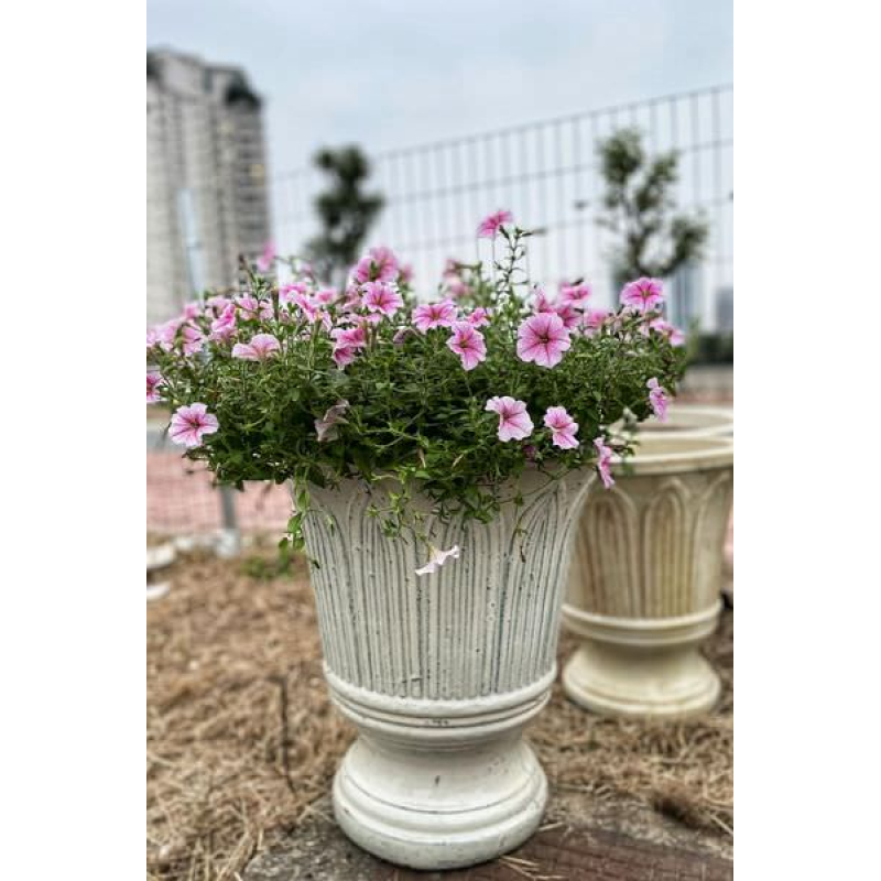 CHẬU LY KIỂU PHÁP
